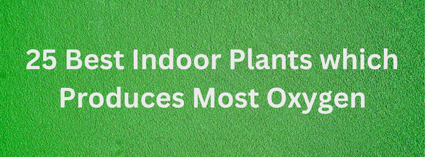 25 best indoor plants which produces most oxygen