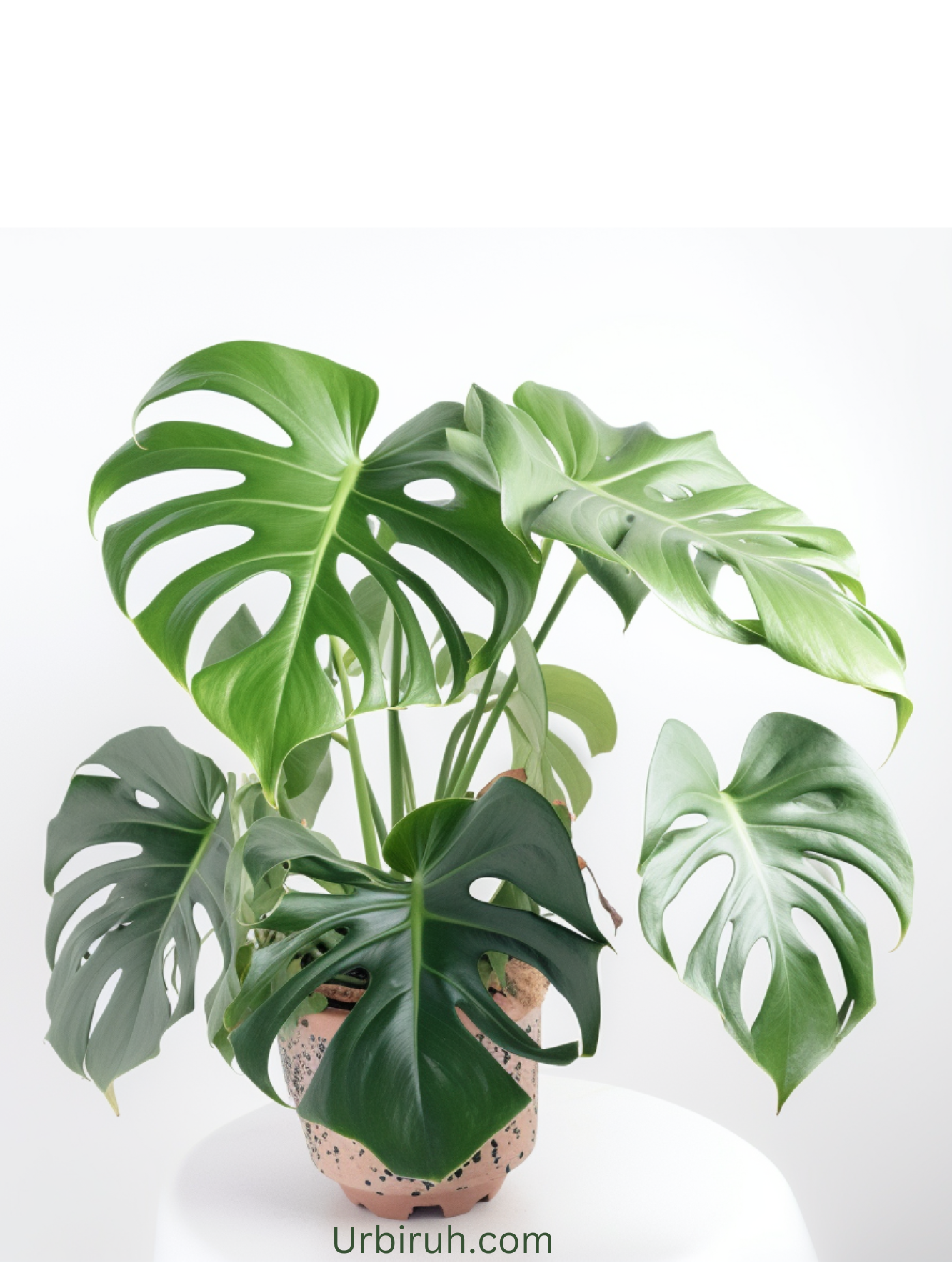 The Ultimate Guide to Caring for Your Monstera Indoor Plant