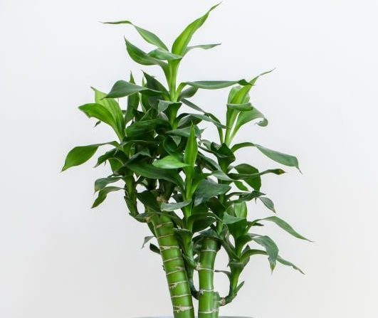 How to design a Lucky Bamboo for indoor? A step-by-step guide