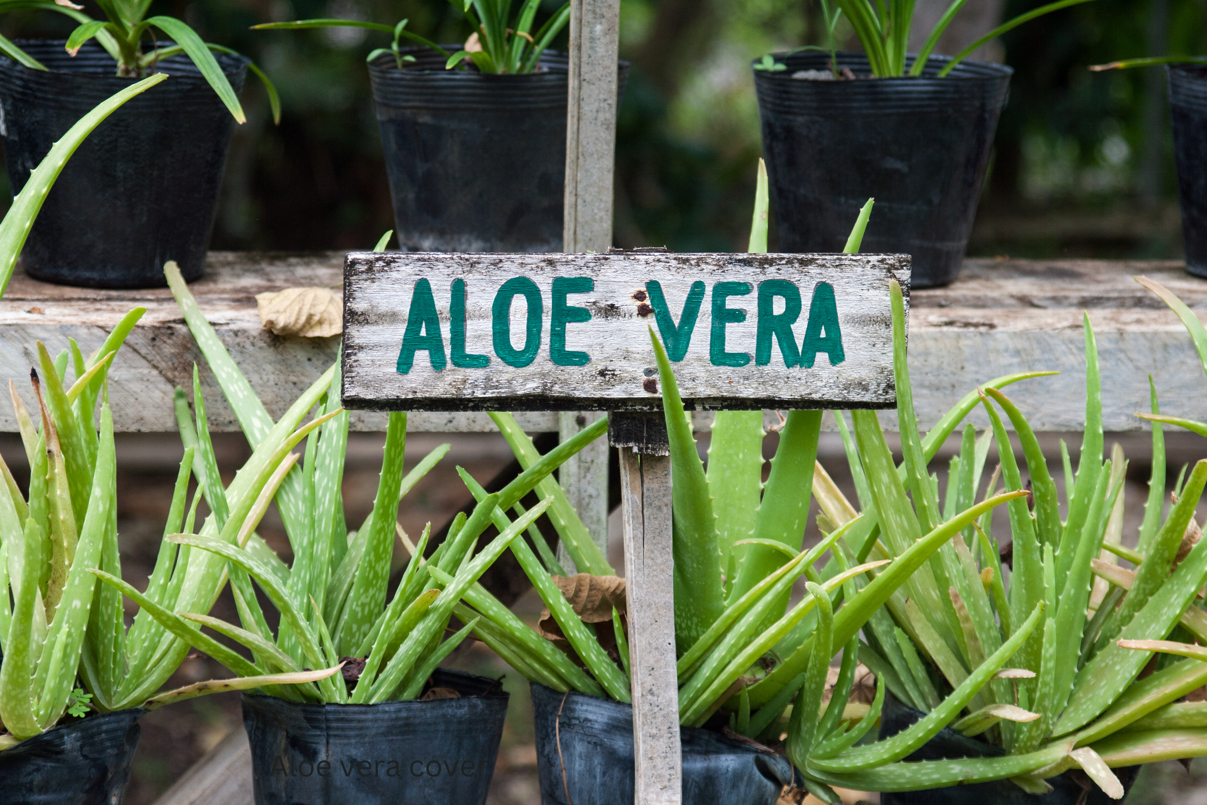 How to Care for Aloe Vera: A Complete Guide