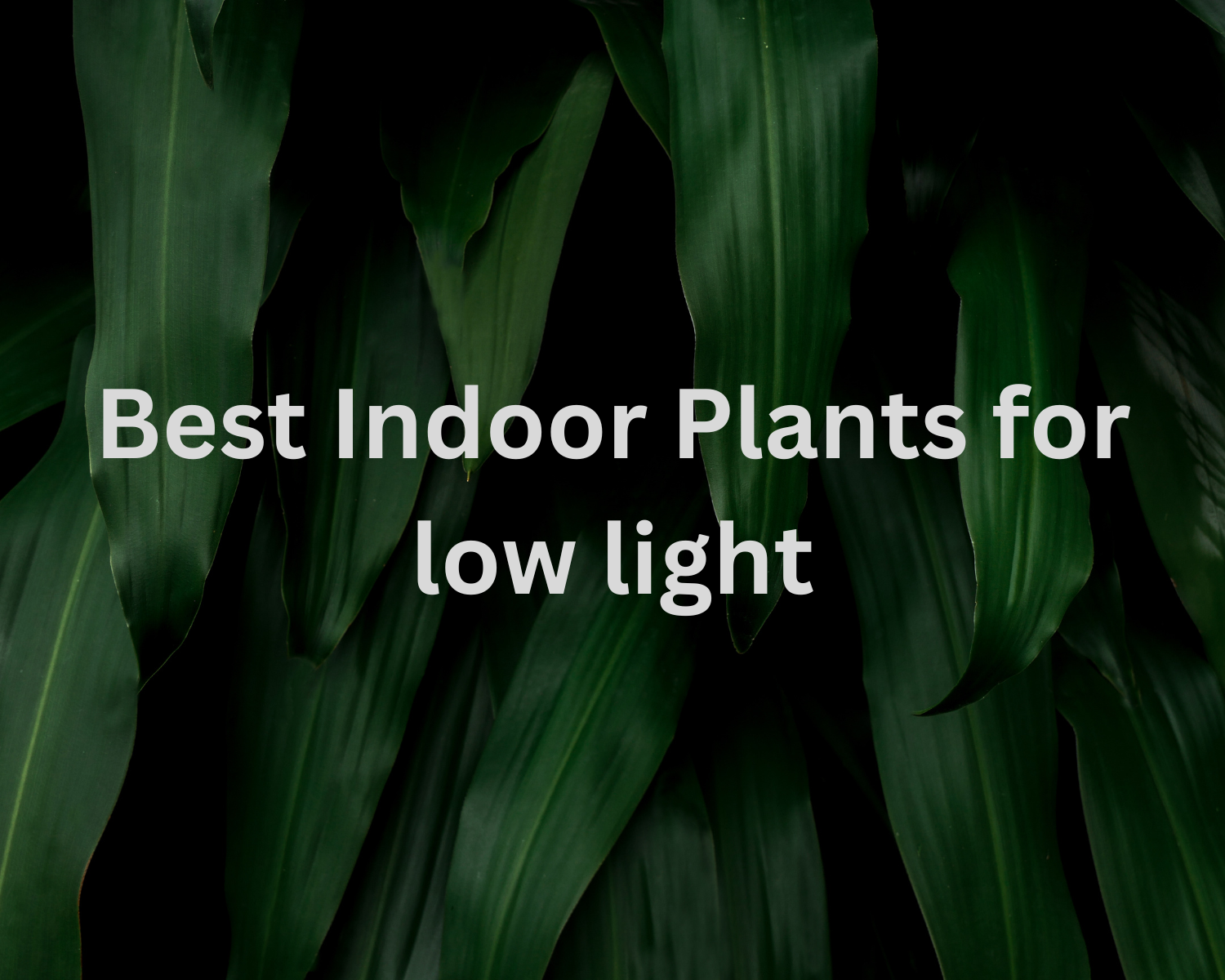 The Best Indoor Plants for Low Light