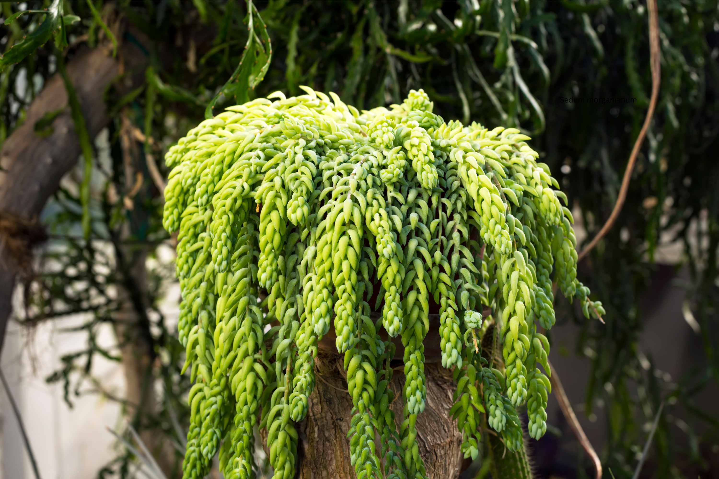 All About Sedum: The Ultimate Guide to Growing and Caring for Stonecrop