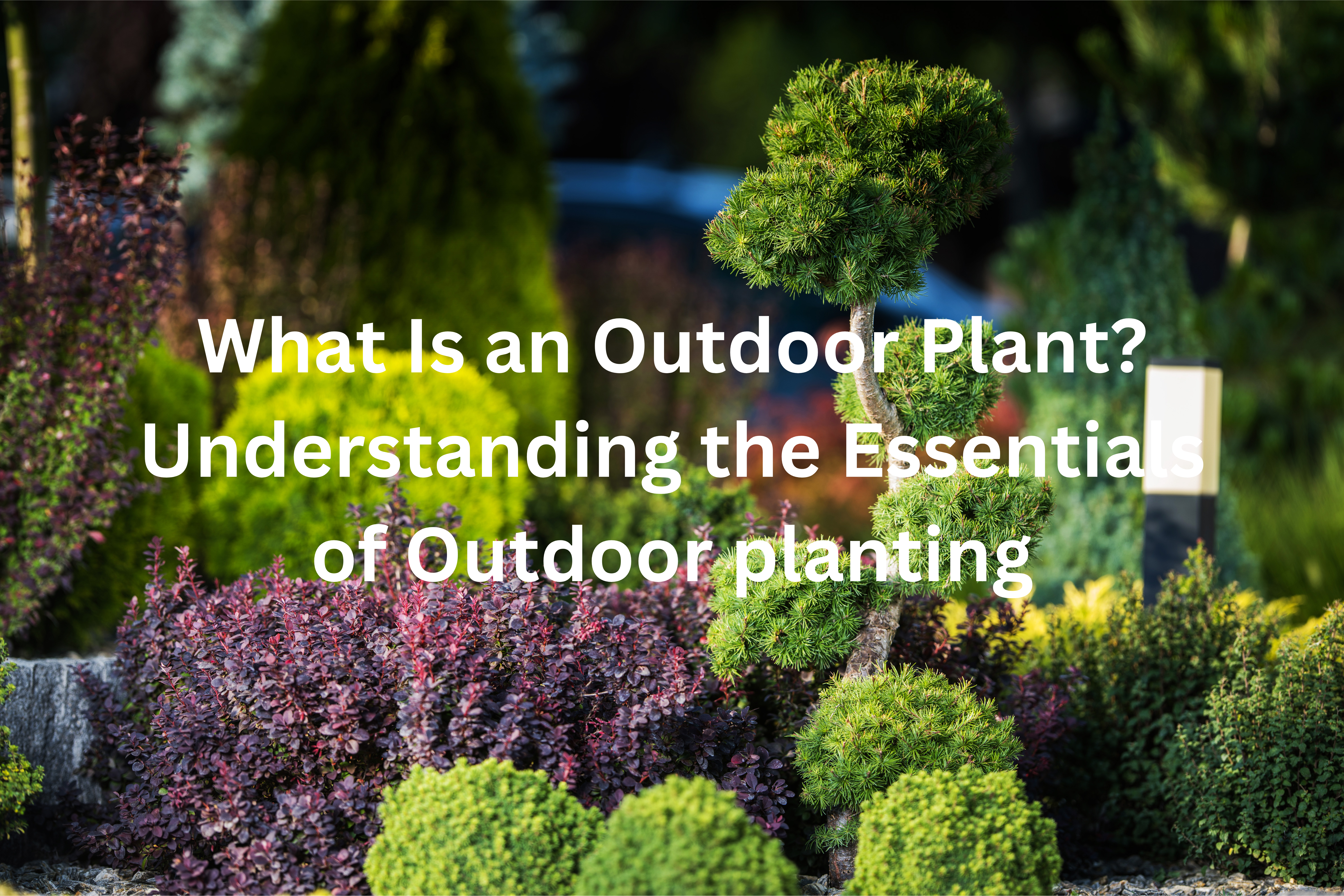 What Is an Outdoor Plant? Understanding the Essentials of Outdoor Gardening