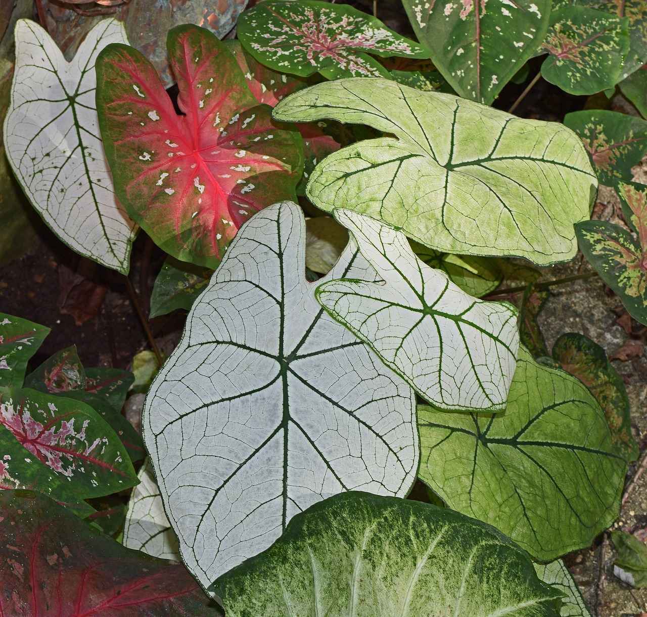 Caladium: The Unlimited Guide to The Caladium plant