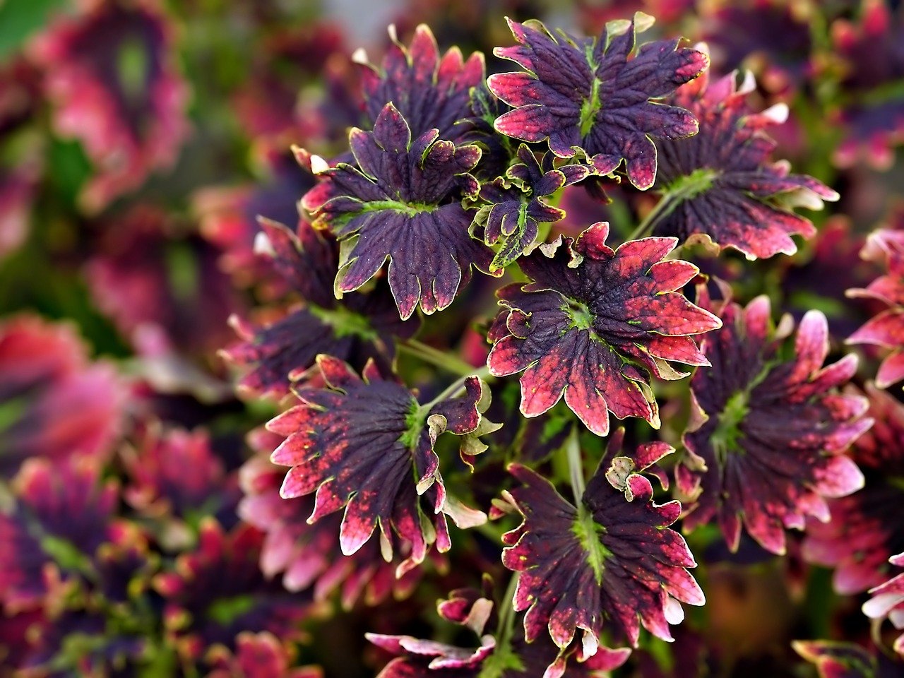 How to Care for Coleus Plants: A Comprehensive Guide