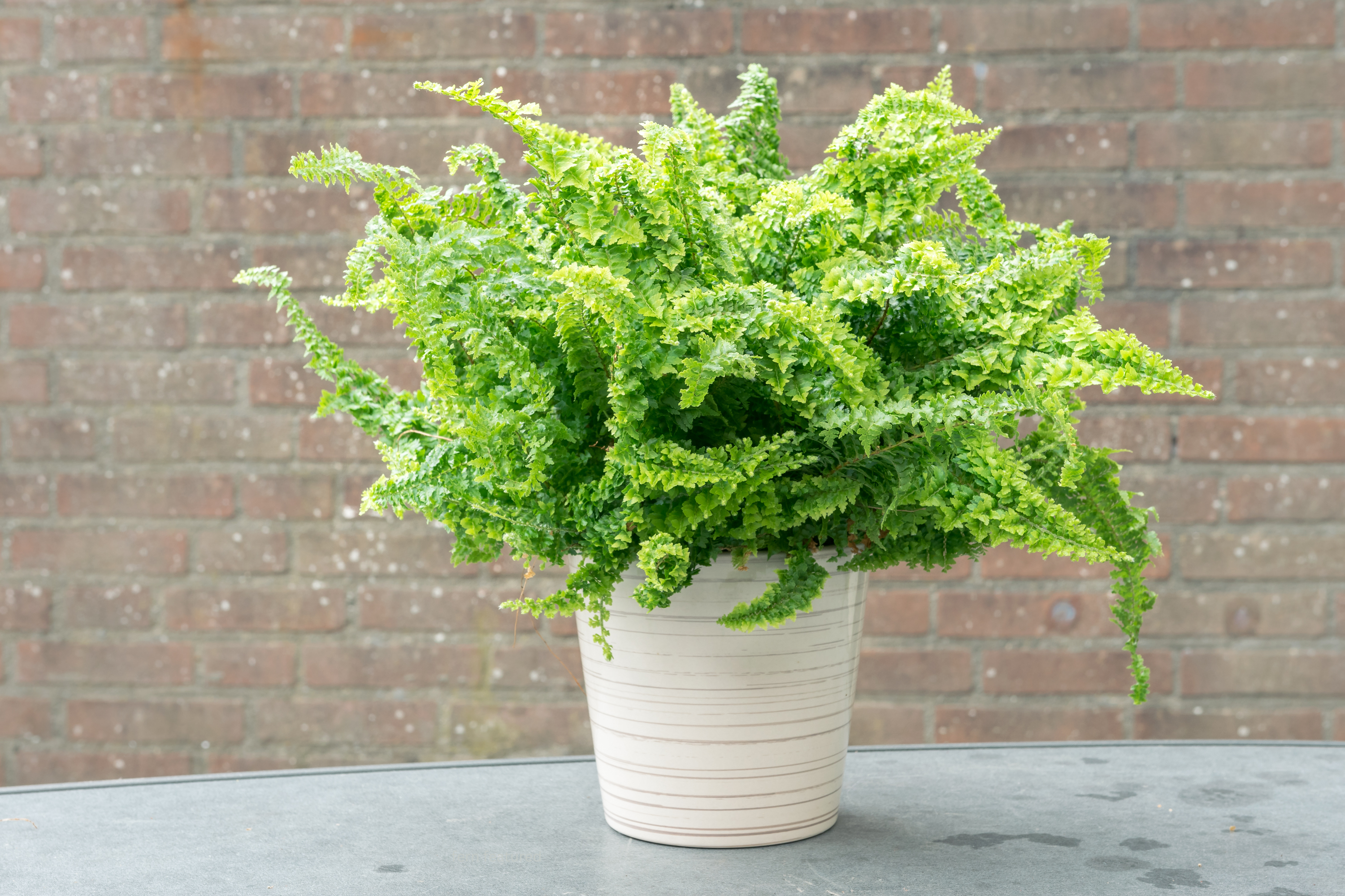 Discovering the Diverse World of Ferns That Grow Indoors and Outdoors: A Guide to The Best 16 Varieties