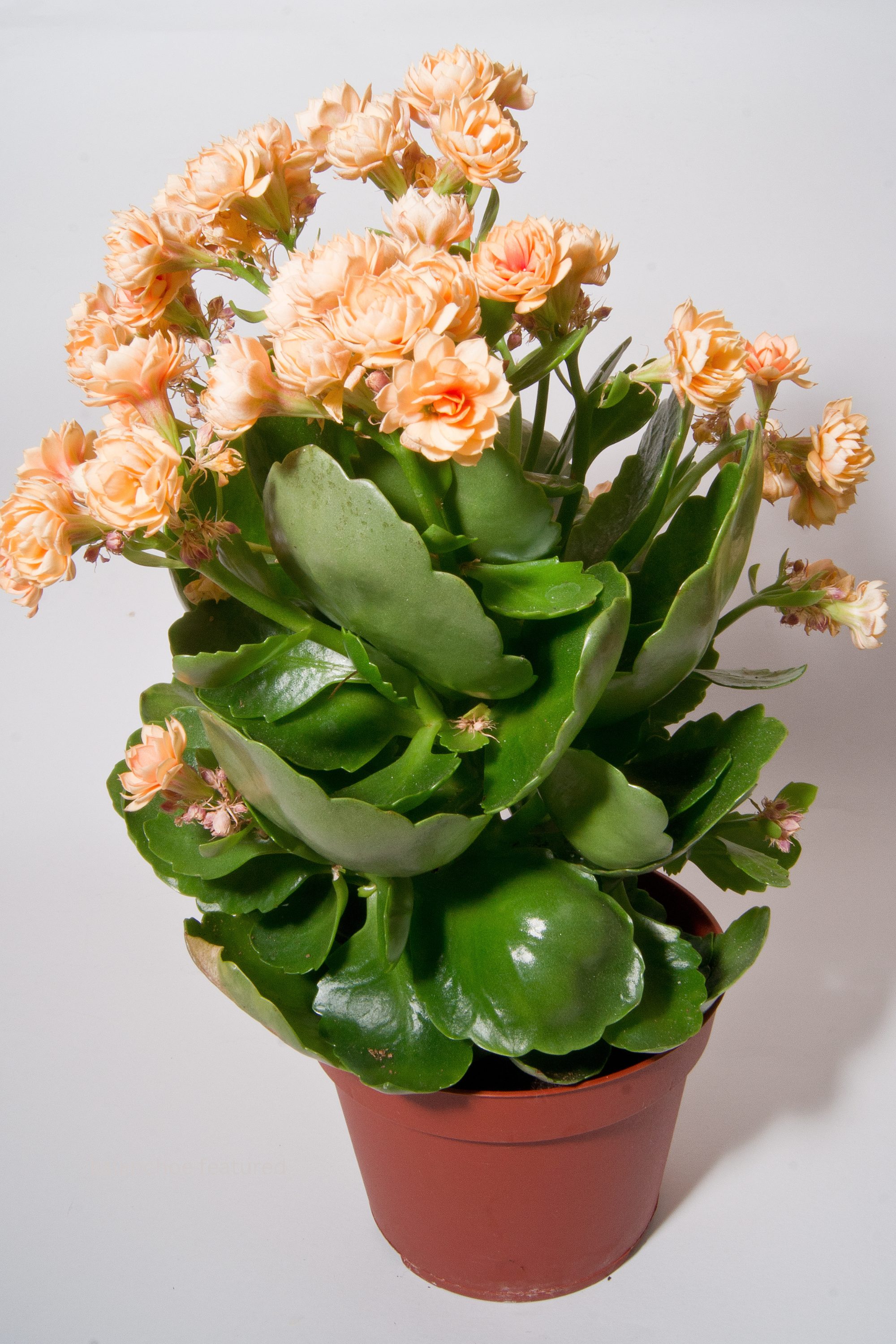 Kalanchoe Plant: A Colorful and Low-Maintenance Succulent