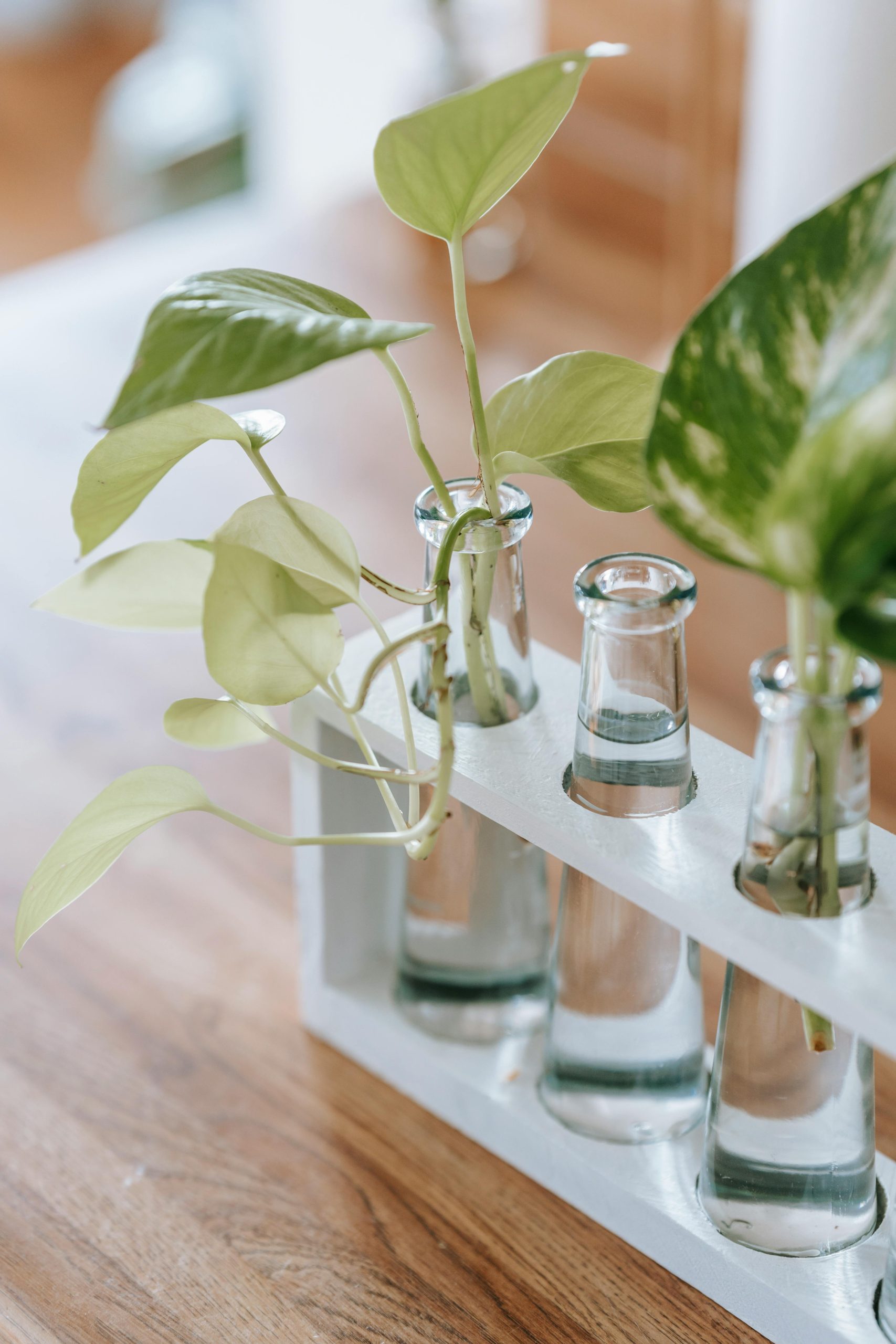 How to Plant Indoor Plants in Water