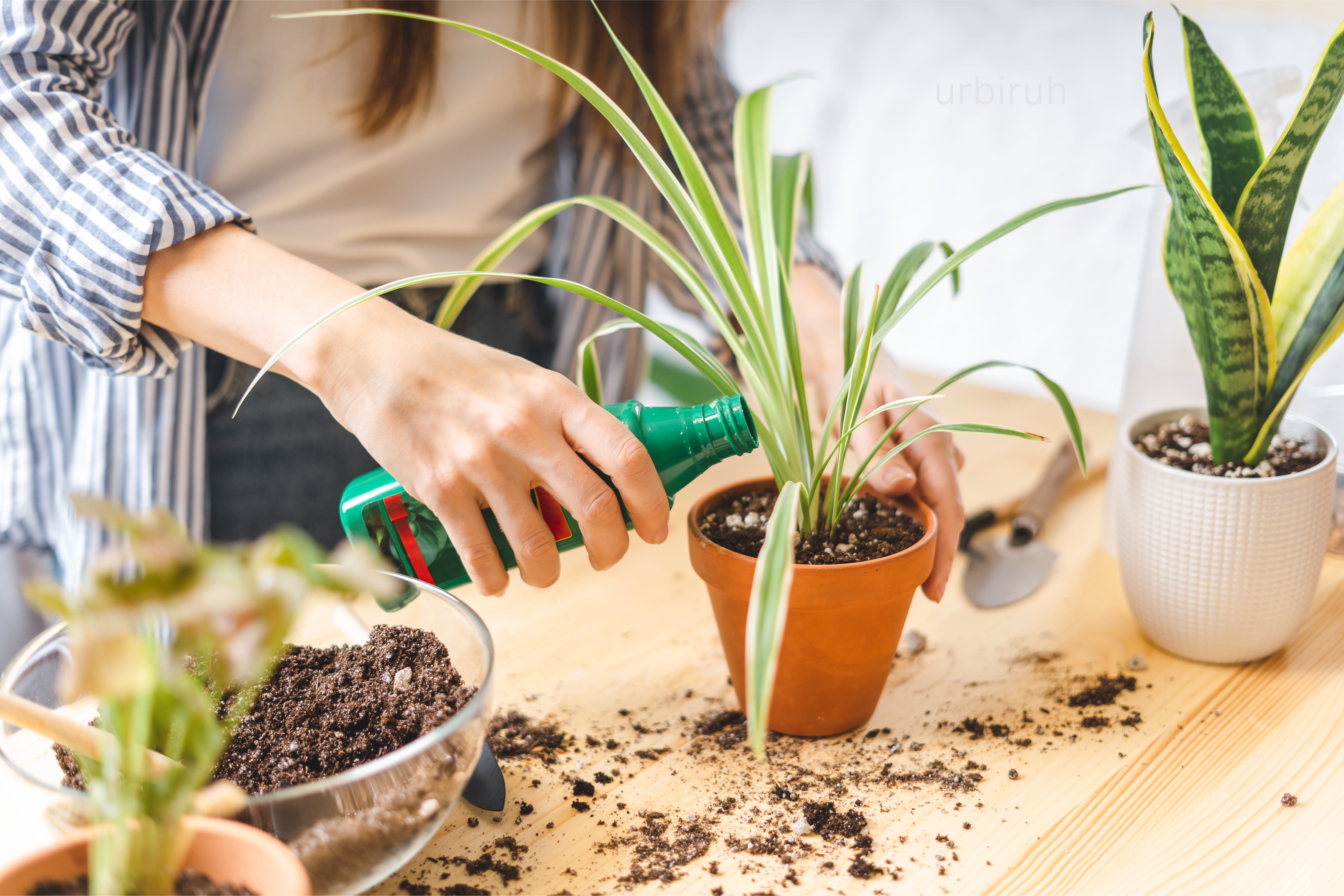 The Ultimate Guide to Fertilizing Indoor Plants