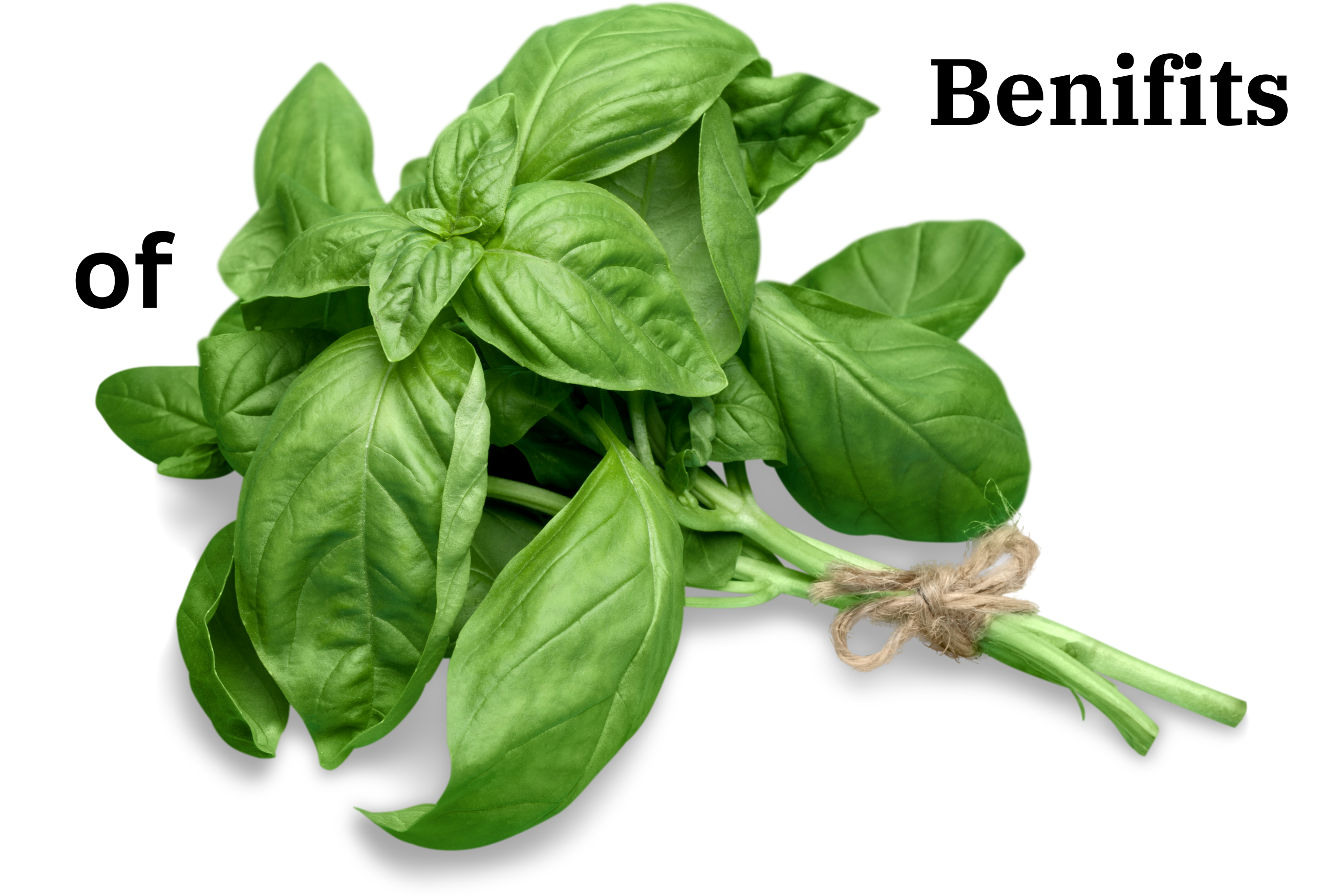 The Benefits of Basil: A Powerhouse Herb for Health and Wellness