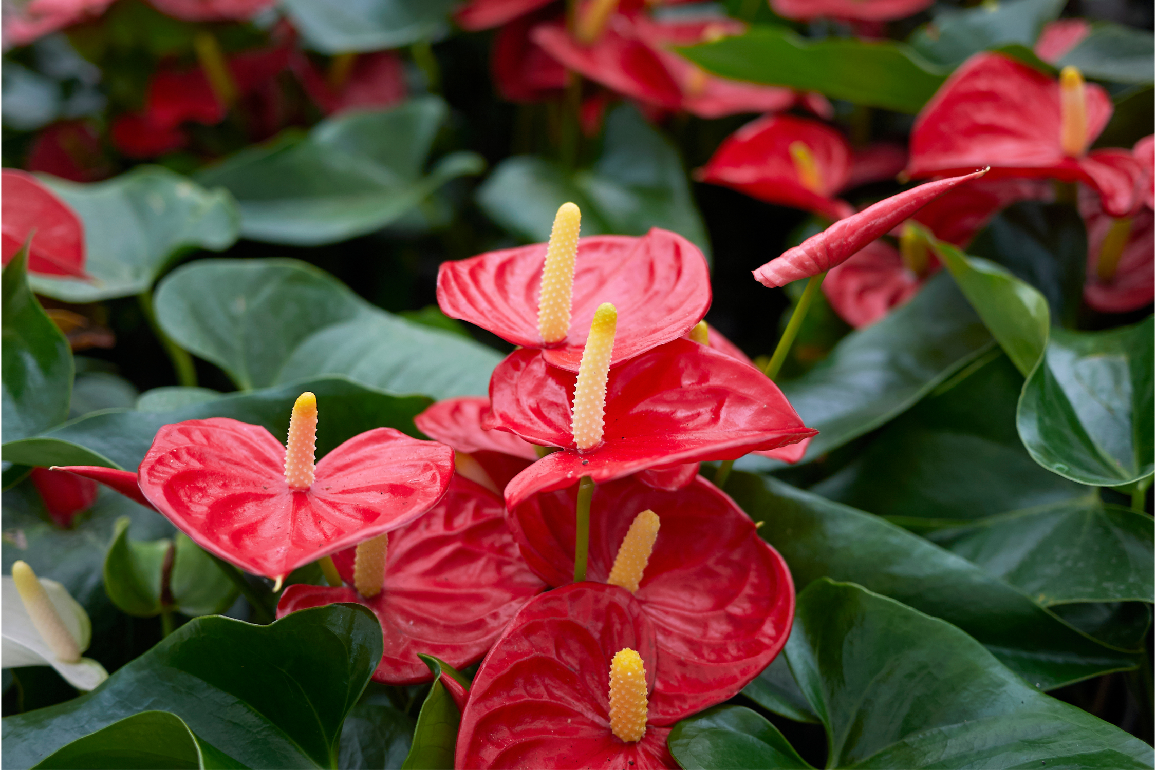 Flamingo Flower: Guide to growing, Caring, Benefits and Propagation of Painter’s palette (Anthurium)