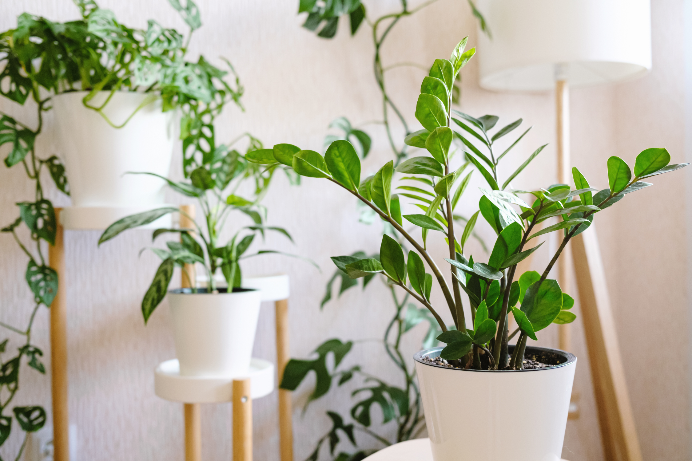 ZZ Plant: Guide to Growing and Caring for Zamioculcas Zamiifolia