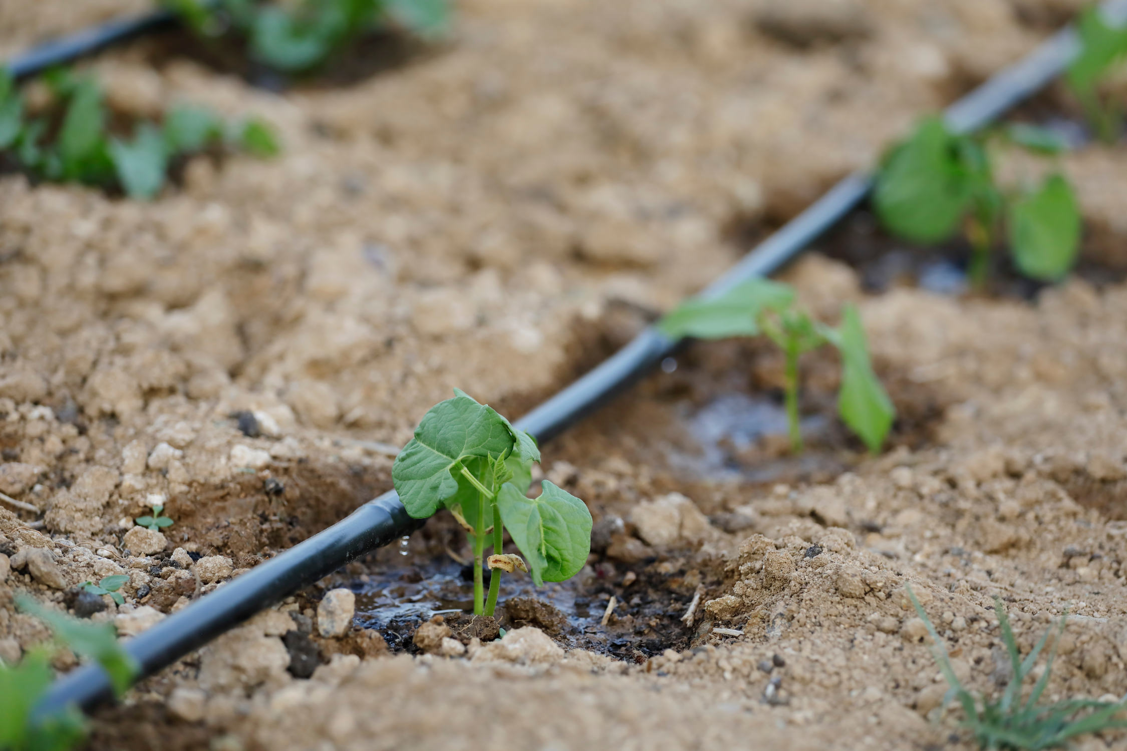 Which Watering Method is More Helpful for My Garden? Everything you need to know