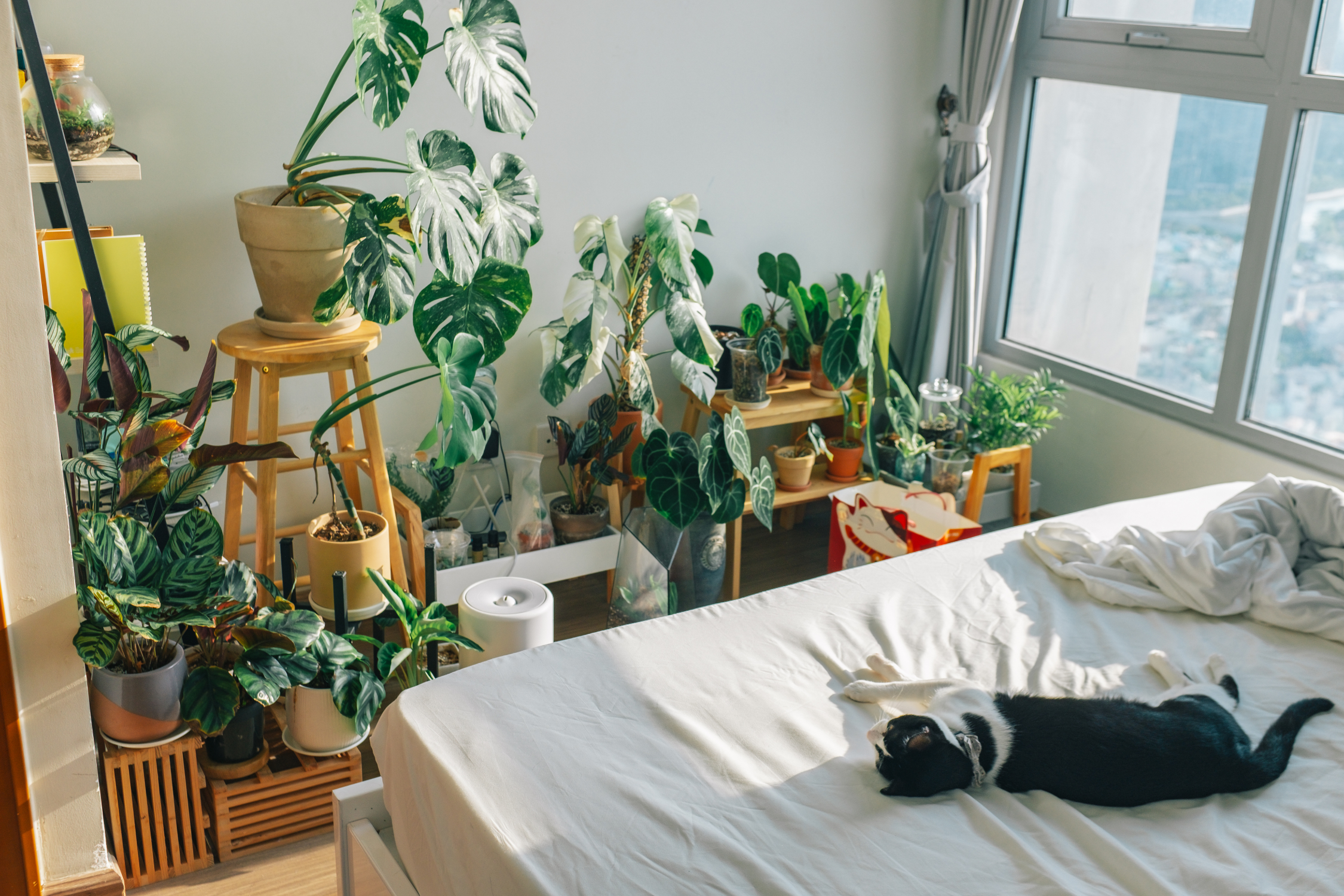 20 Best Indoor Plants for Your Bedroom: Benefits and Care