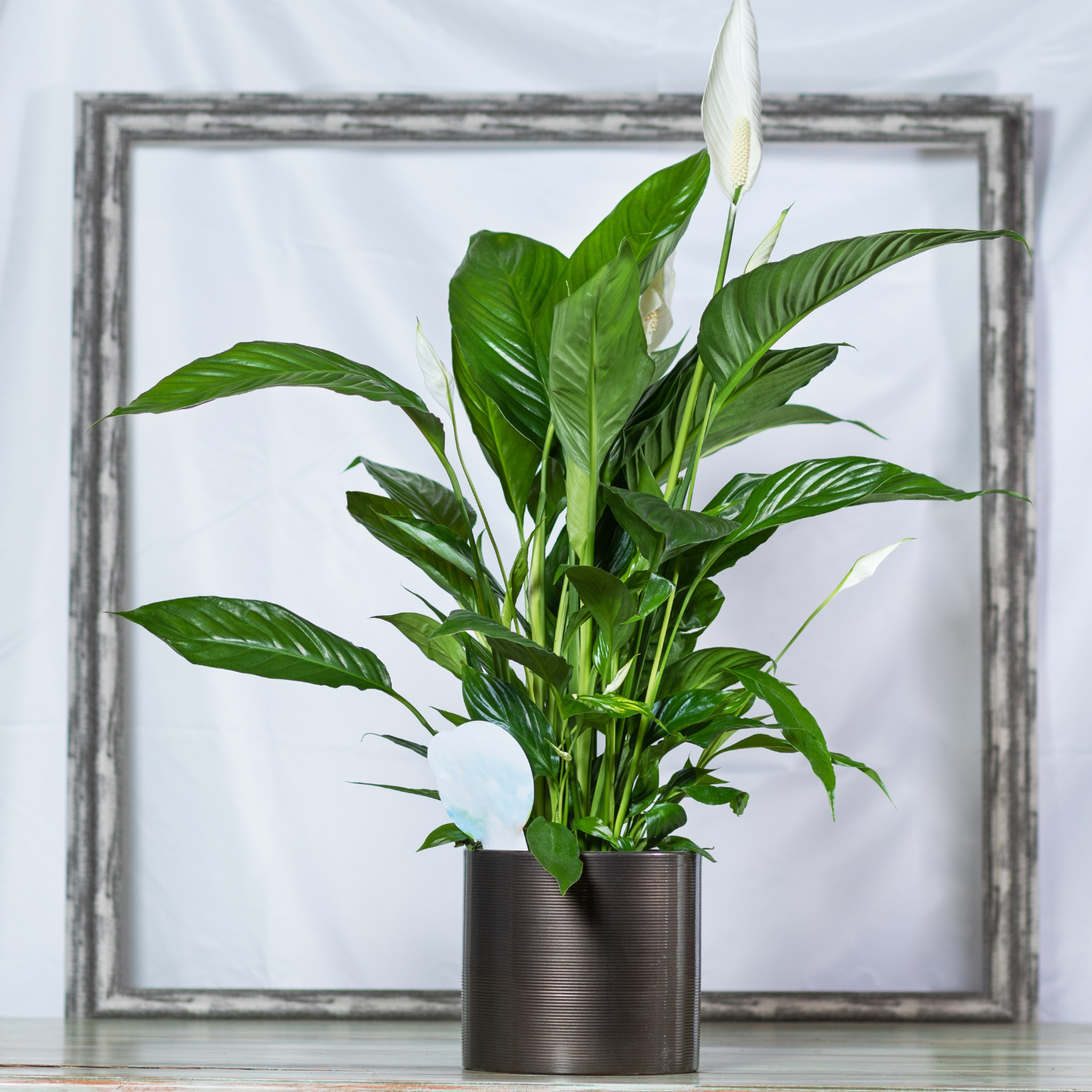 Peace Lily: Guide to Growing, Caring, Benefits, Feeding, Problems Solution, And Decoration of Spathiphyllum