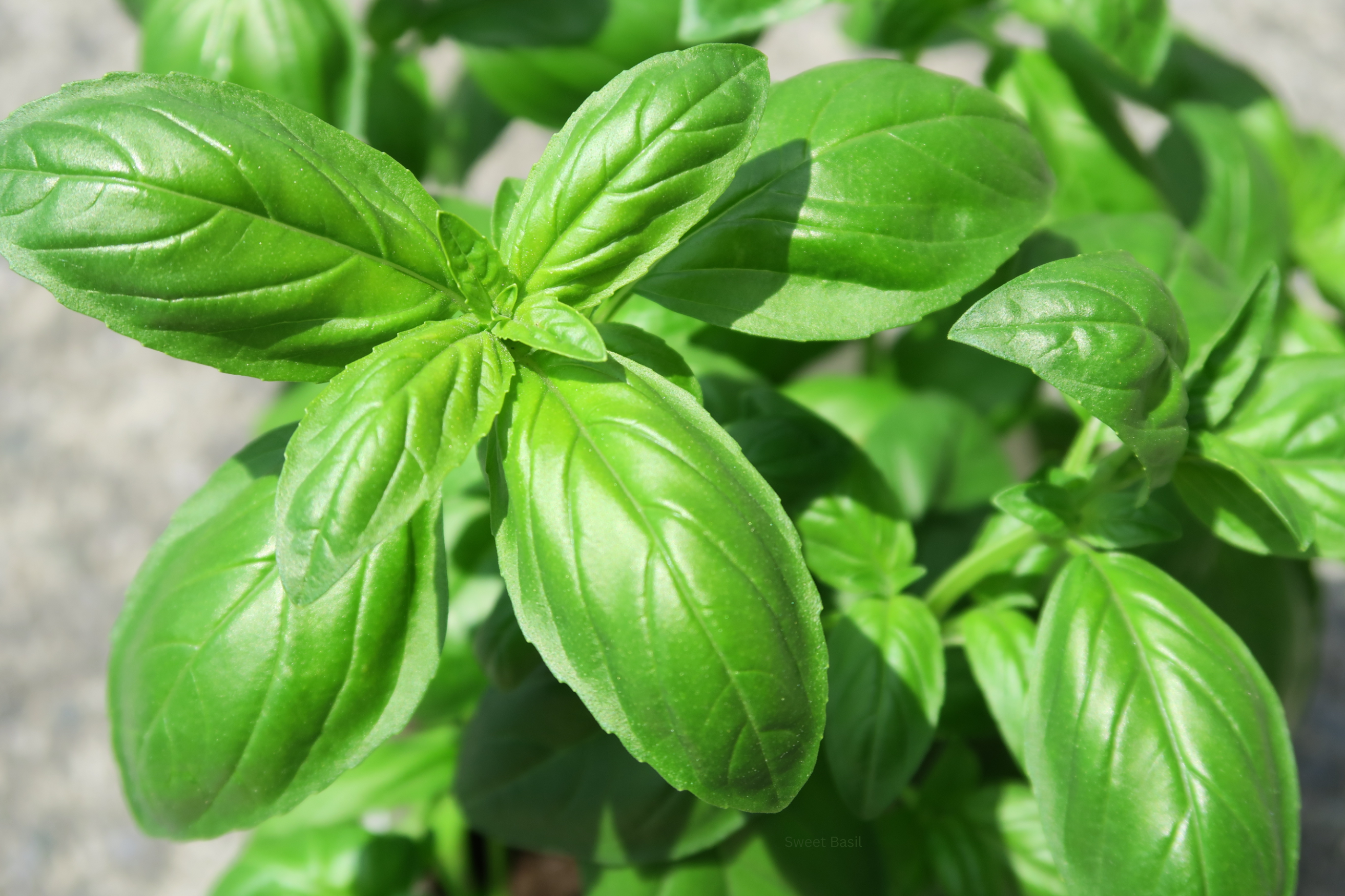 How to Care for Basil: Everything You Need to Know