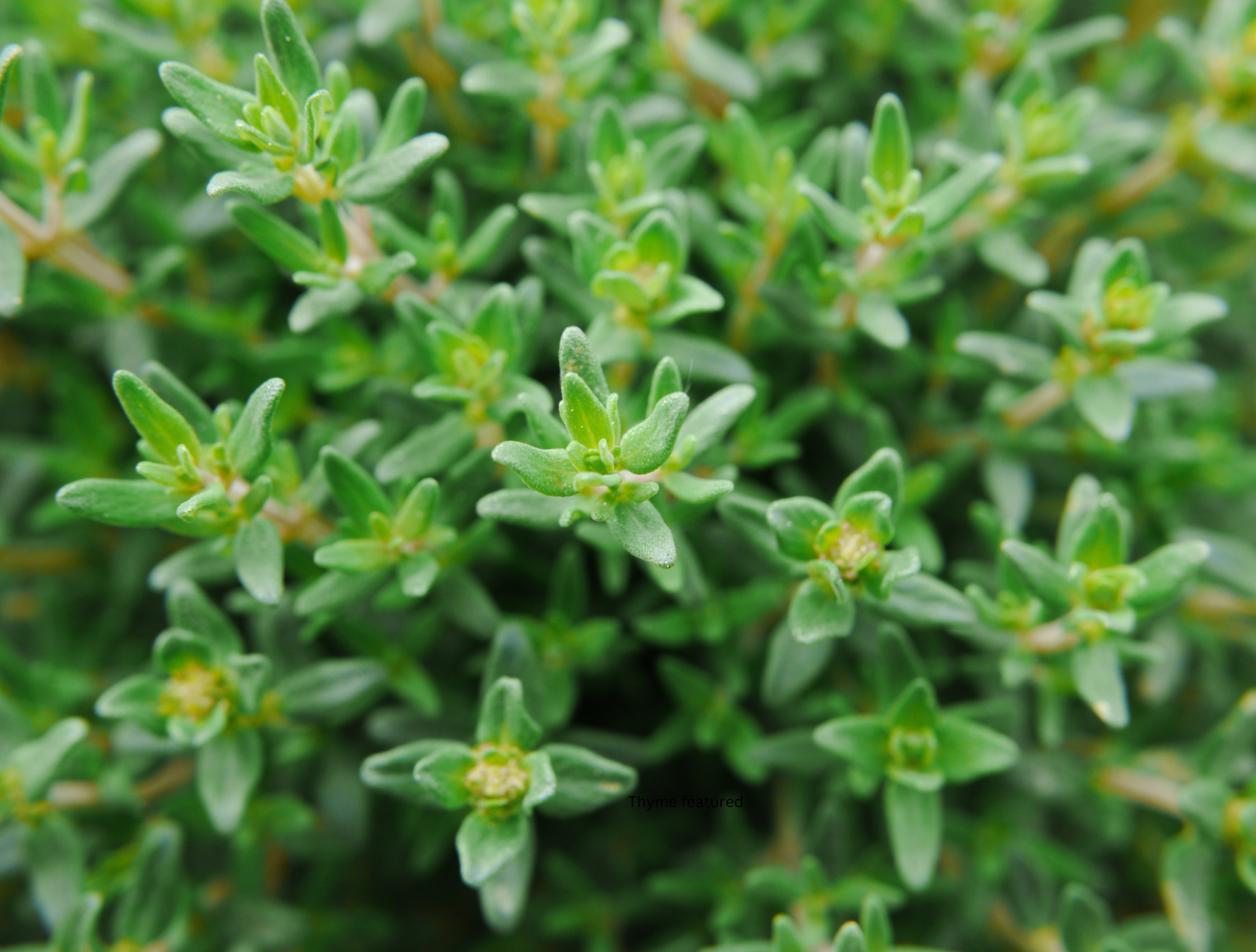 How to Grow and Care for Thyme Plant (Herb)