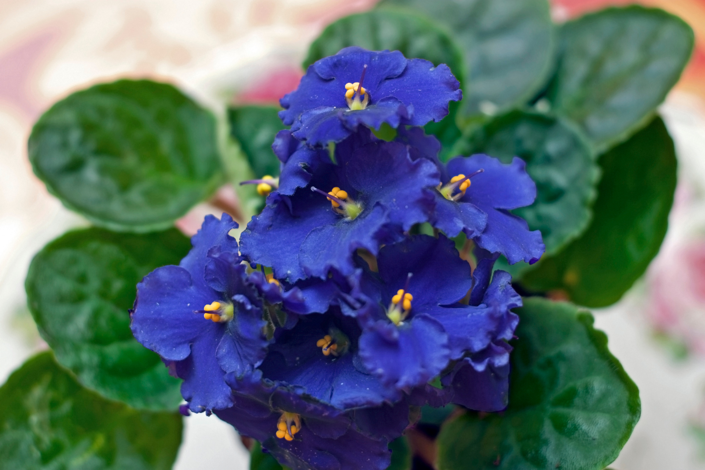 African Violets: Guide to Growing and Caring for Saintpaulia ionantha