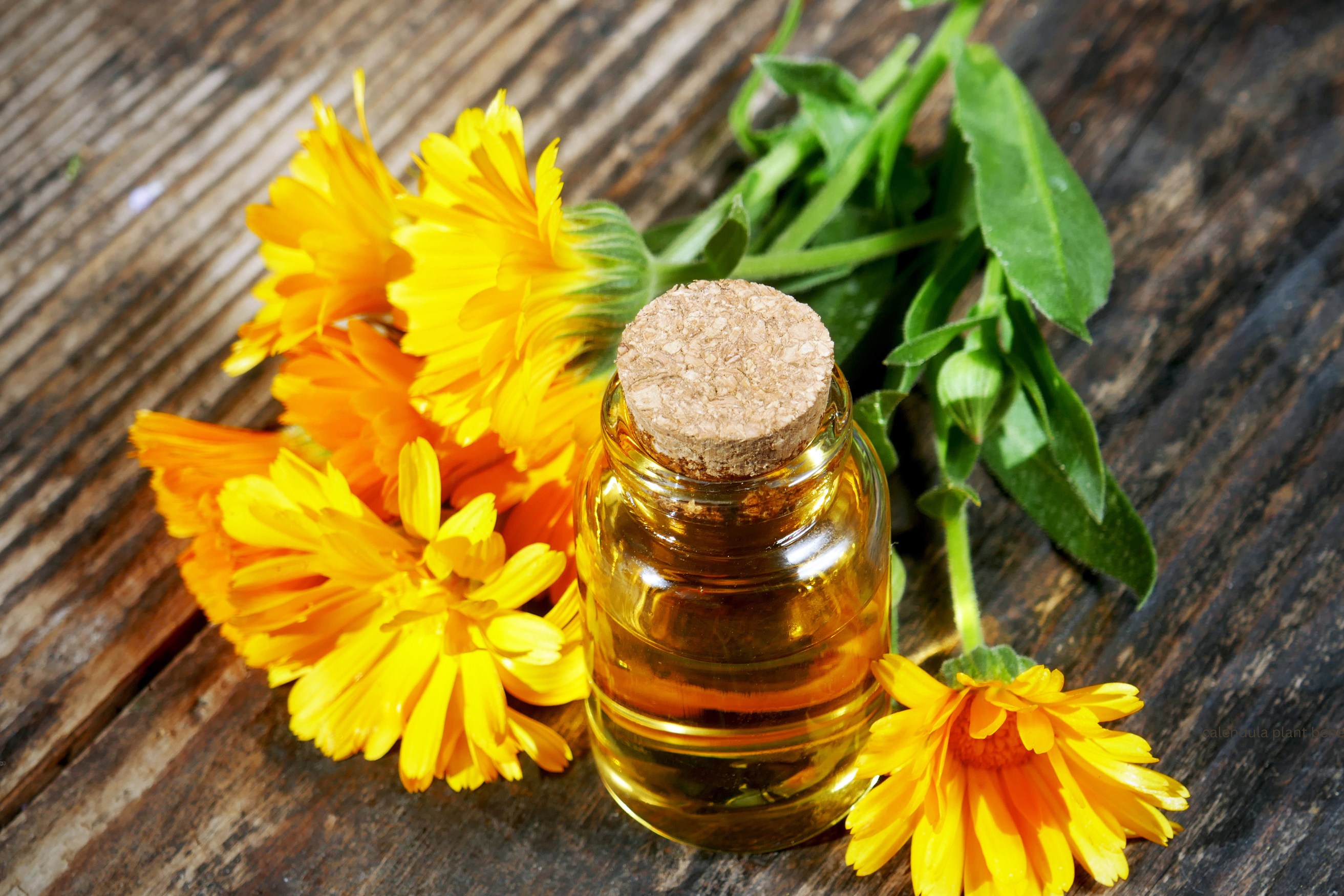 Benefits, Uses and Care for Calendula Plant