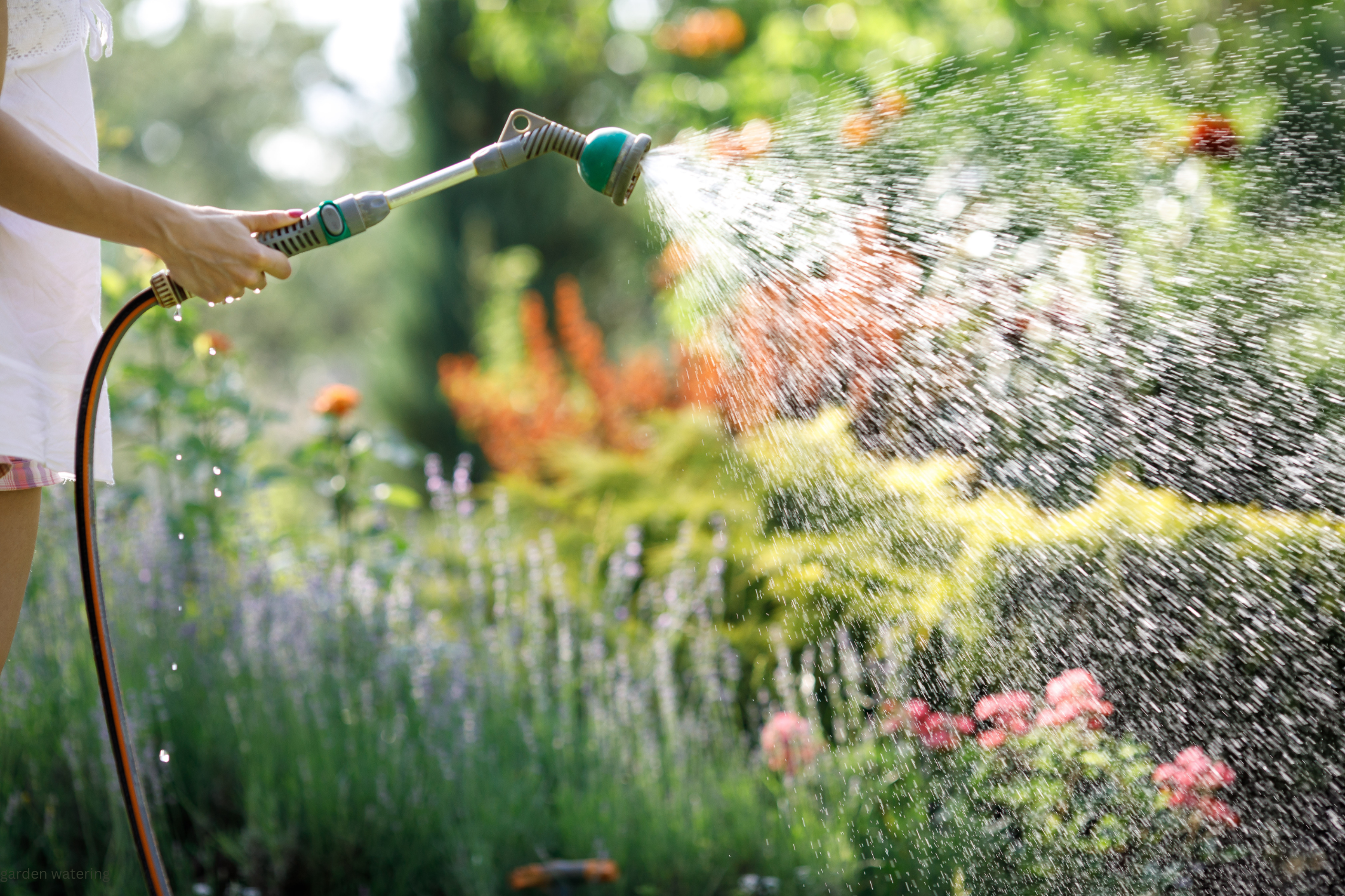 The Beneficial Way to Water Your Garden