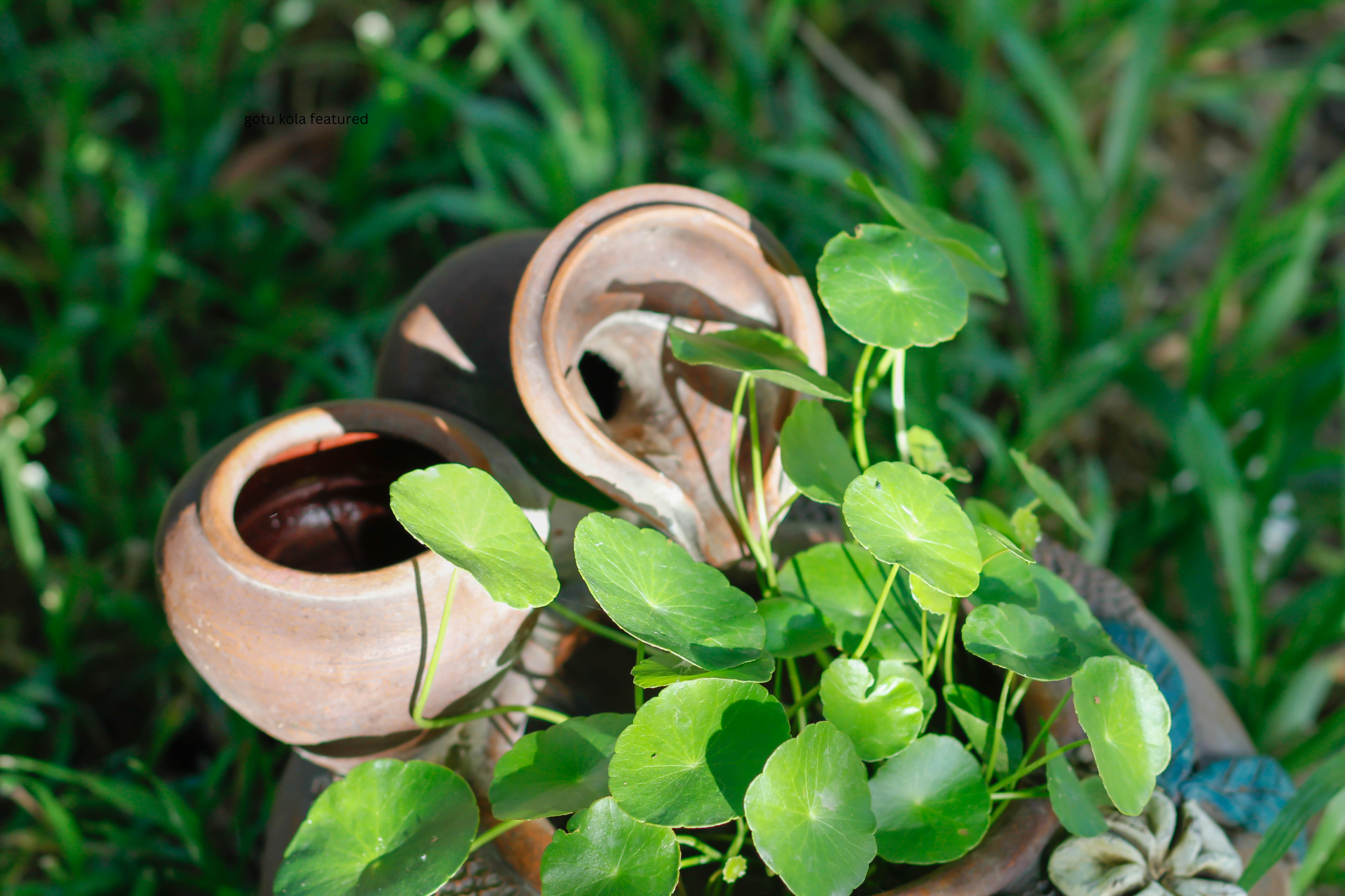 How to Grow and Care for Gotu Kola Plant