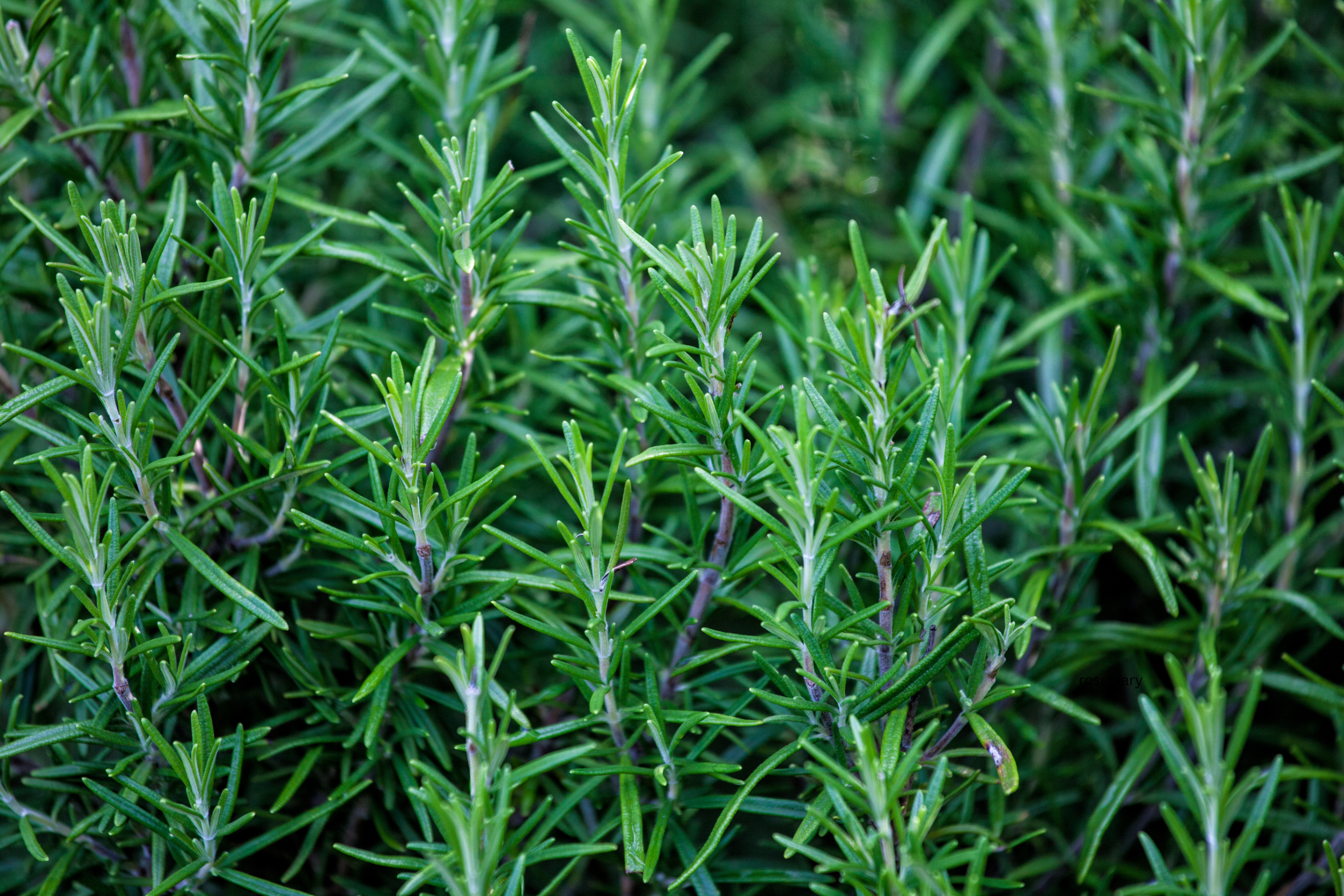 How to Care for a Rosemary Plant: Everything You Need to Know