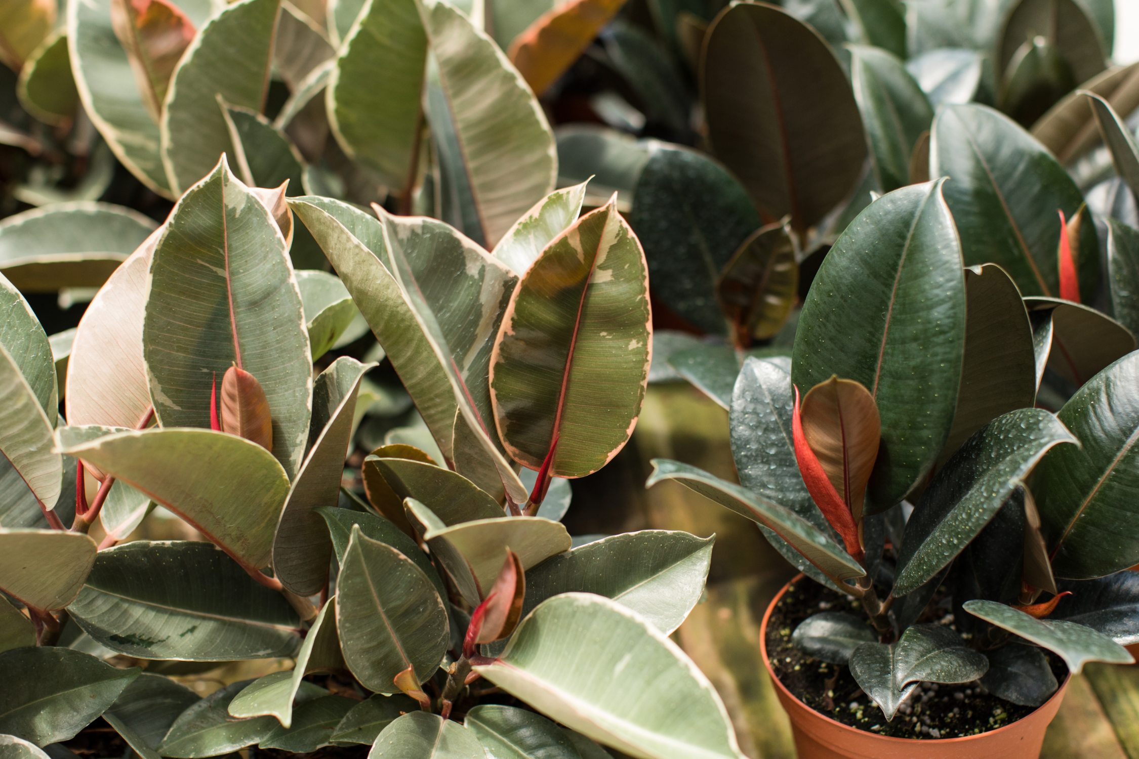 Rubber Plant: Guide to Growing and Caring for Ficus elastica